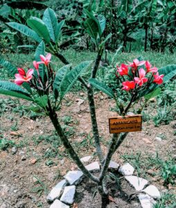 whatsapp image 2026 01 03 at 10.28.56 am (13)