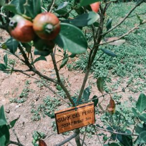 whatsapp image 2026 01 03 at 10.28.56 am (15)